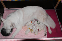 coralie & alle Welpen